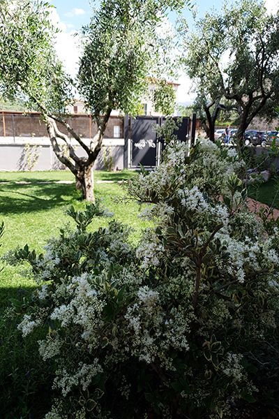 olivo-e-fiori